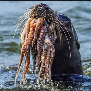 Meet your Posher, Salvatore